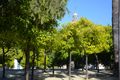 Alameda, a plaza of orange trees, Jerez 
