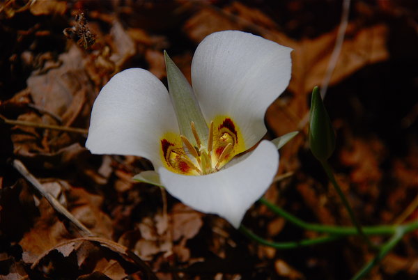 Sego Lily, Utah's state flower