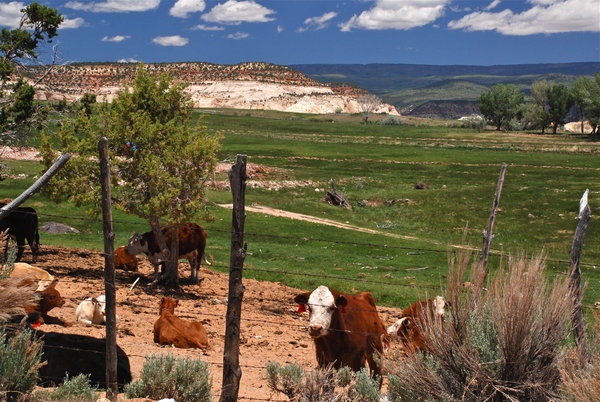 Boulder cows on the Burr Trail