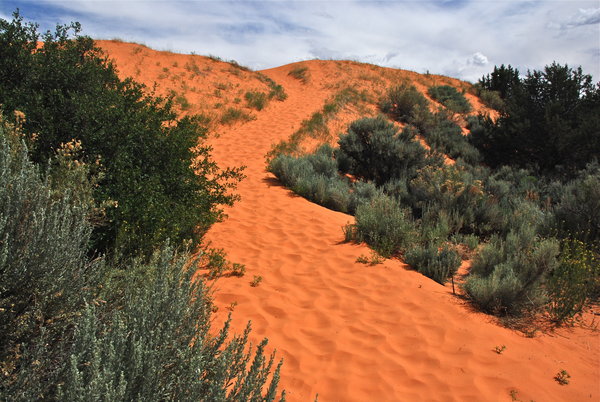 Hiking into the Coral Pink Sand Dunes