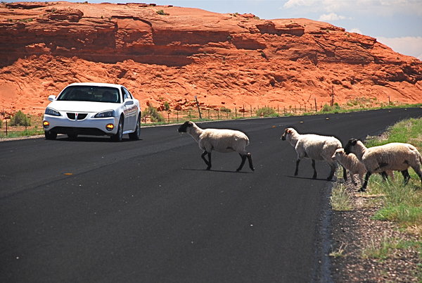 Sheep crossing in an Arizona Navajo Reservation