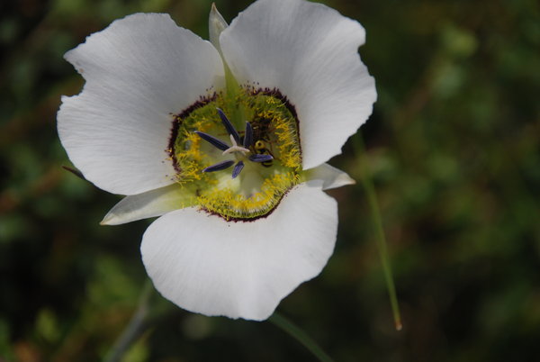 Colorado version of the Sego Lily
