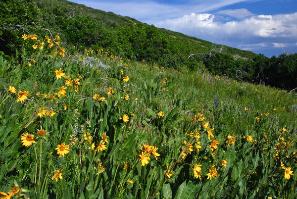 Wildflowers in Mesa Verde