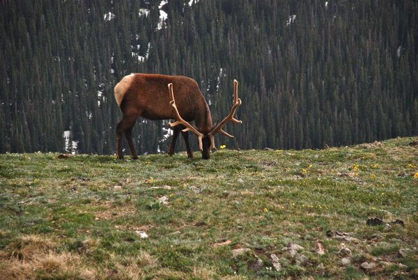 Handsome bull elk foraging in the meadow