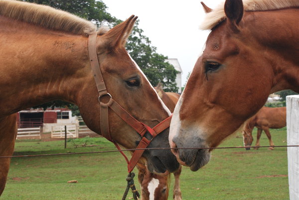 Amish horse love