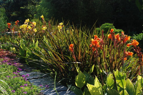 Canna lilies