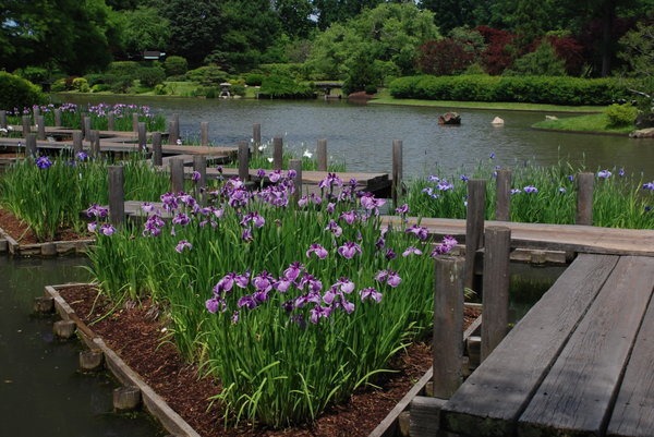 Iris in the Japanese Garden