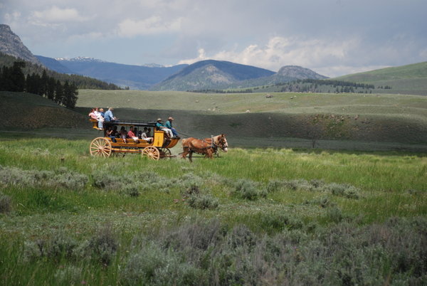 Stage Coach at Roosevelt Tower Lodge, Yellowstone