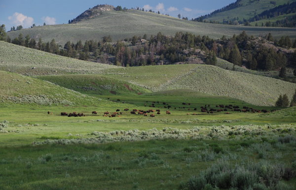 Herds of Buffalo in Yellowstone's Lamar Valley