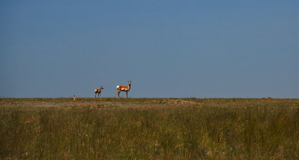 Prairie Dog watches Antelope on a ridge