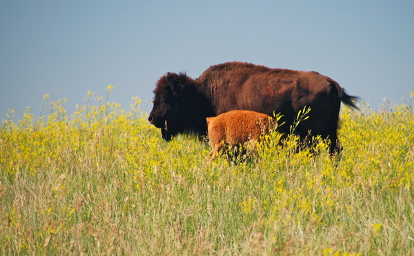 Buffalo Cow and Calf at Custer SP, SD