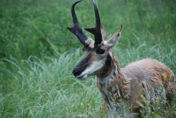 Pronghorn Antelope at Custer SP