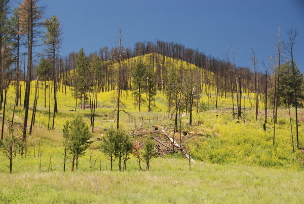 Reclamation after Wildfires at Custer SP
