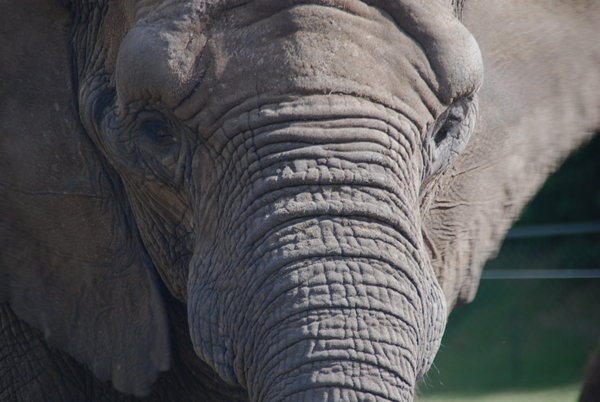 The Wonderful Circus Elephant