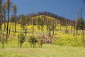 Reclamation after Wildfires at Custer SP