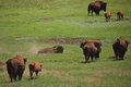 Buffalo Bath with the Herd, Custer SP