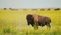 Buffalo after his Bath in the Badlands 