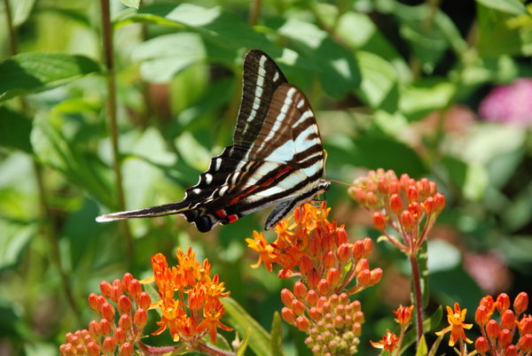 Swallowtail Butterfly in Jug Bay