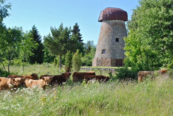 Scottish cattle and old windmill provide a lovely scene on Saaremaa Island