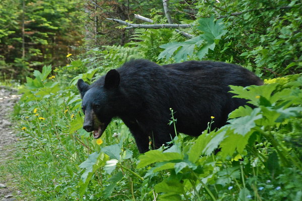Black bear eating dandelions in Forillon National Park, Gaspesie