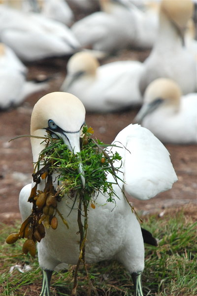 One of 20,000 nesting gannets on Bonaventure Island