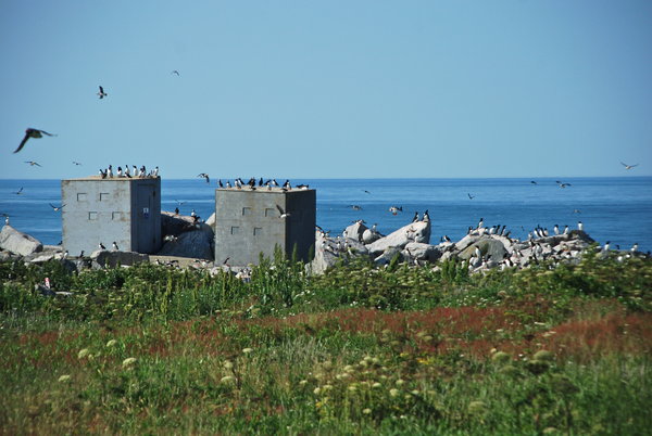 The bird blinds on Machias Seal Island