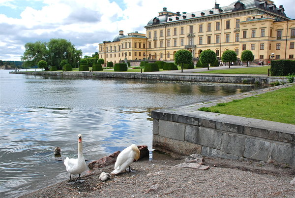 Graceful swans greet us at Drottningholm Palace