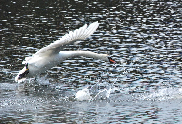 Swan taking flight from Kronborg's moat
