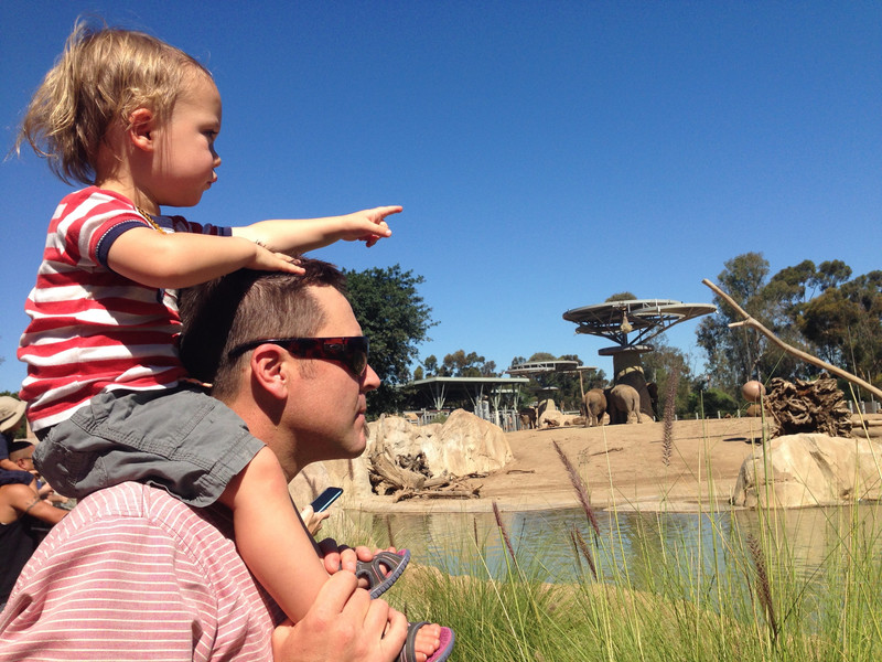 Looking for elephants at the San Diego Zoo