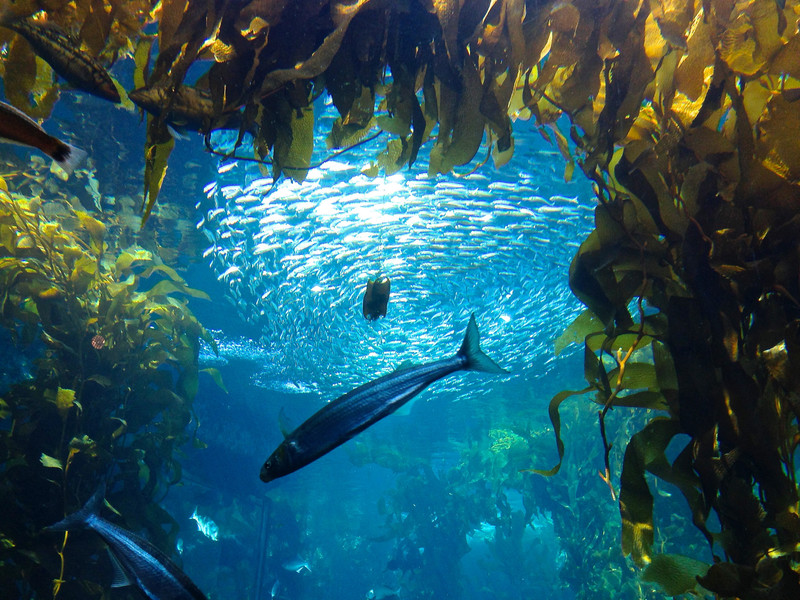 Kelp Forest in the Monterey Aquarium.