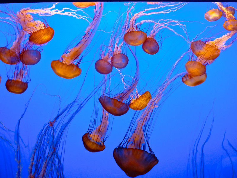 The beautiful dancing jellyfish at Monterey.