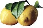 Lemons for Limoncello!