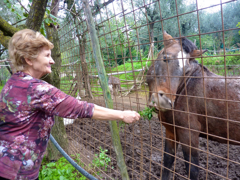 Anna feeding her horse at our farm visit in Sorrento, Italy