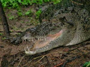 The Crocodile