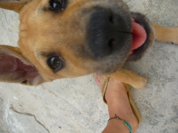 Dingo Thai Dog!!!