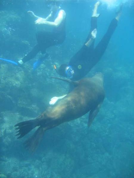 ruth snorkelling with sea lion