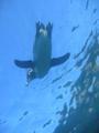 penguin from below