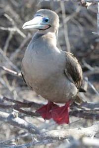 red footed boobie
