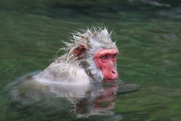 Monkey in onsen