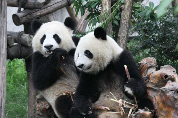 Pandas pose for Photos