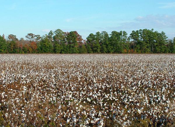 The old cotton fields of North Carolina