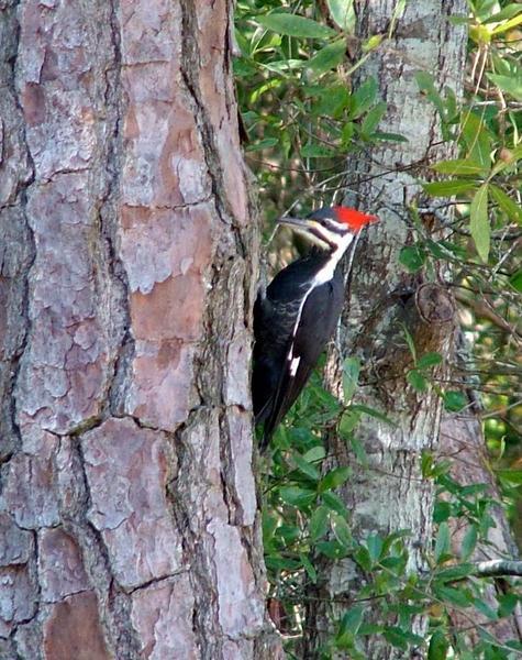 Pileated woodpeckers everywhere!