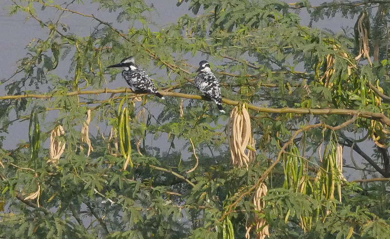 Lesser Pied Kingfishers 