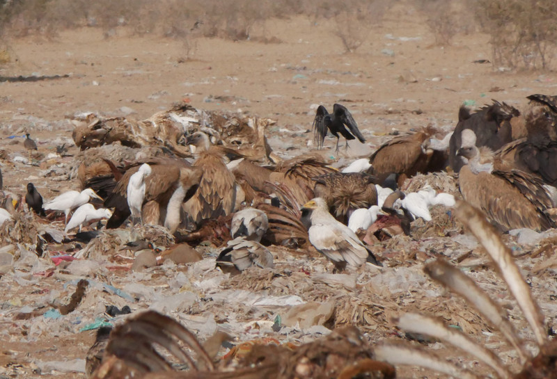 Jorbeer Animal Carcass Dump