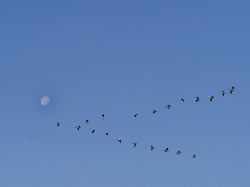 Cranes by the light of a silvery moon