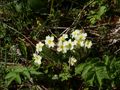 Primroses all the way!