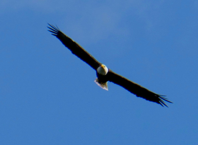 Bald Eagle over Hawk Mountain