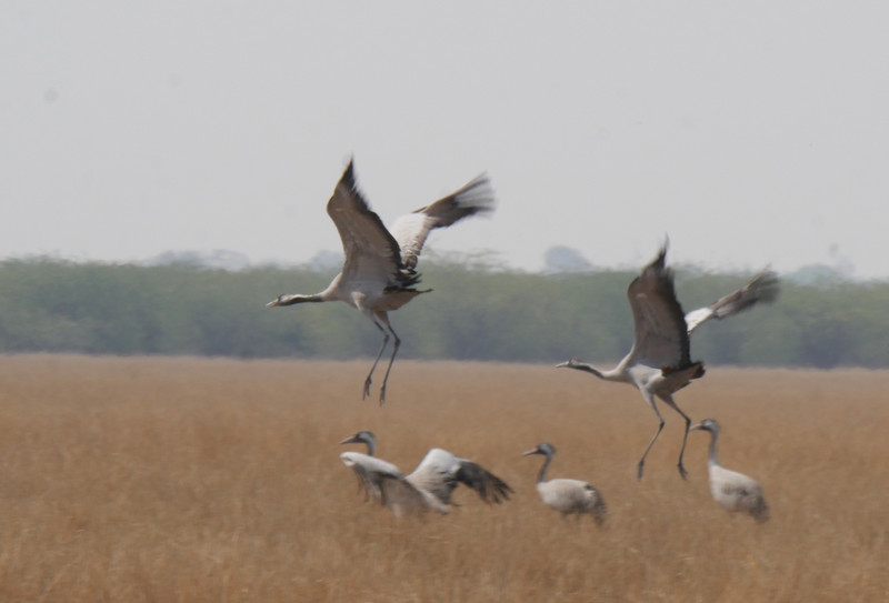 Common Cranes 