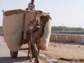 A camel load!