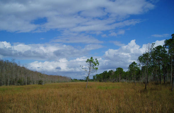 Corkscrew Swamp Audubon Preserve